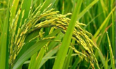Rice prices tipped to remain